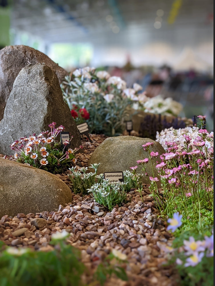 Plant Nurseries at Harrogate Flower Show