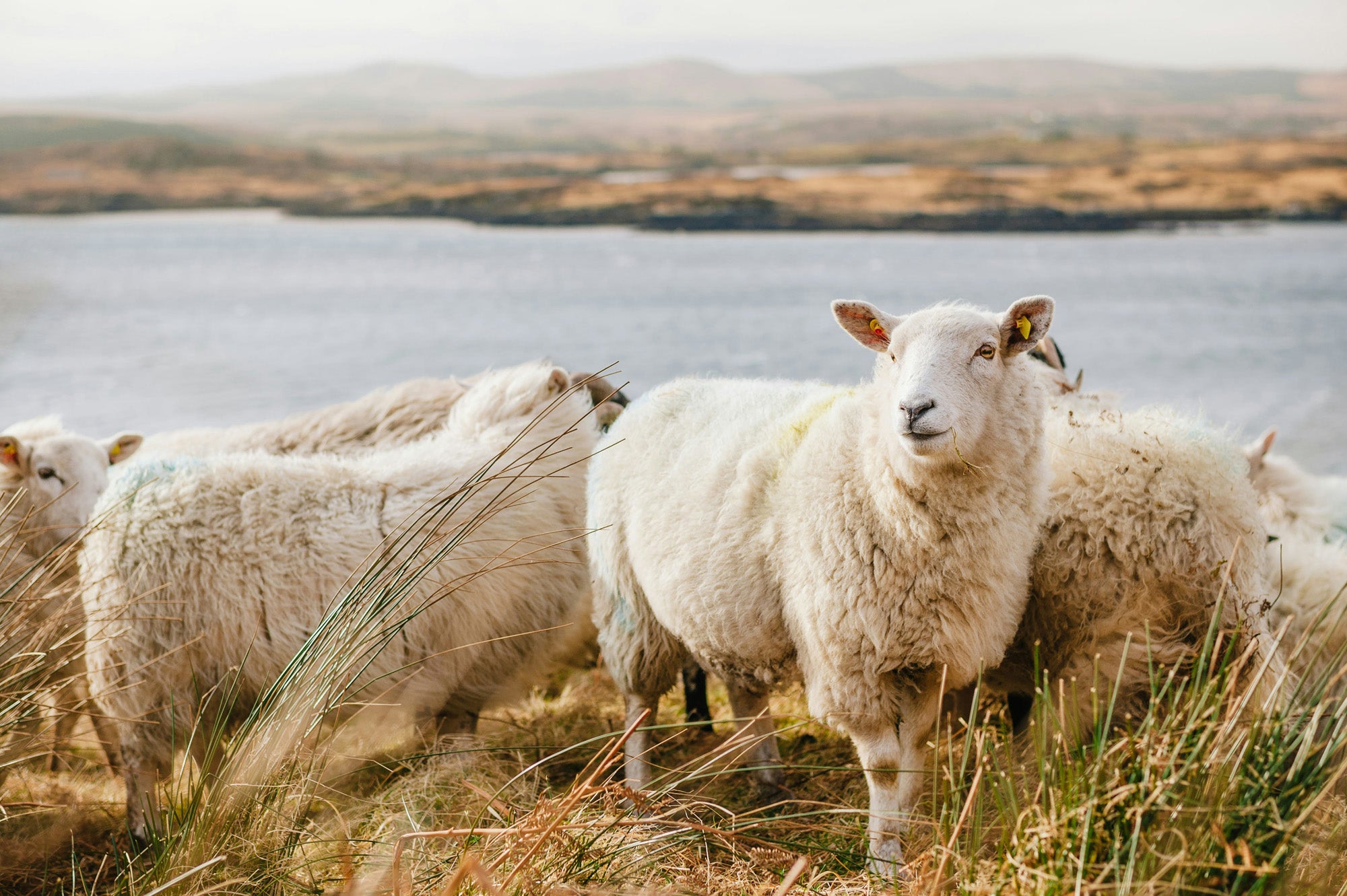 5 reasons why our British blanket manufacturer is championing sustainable wool