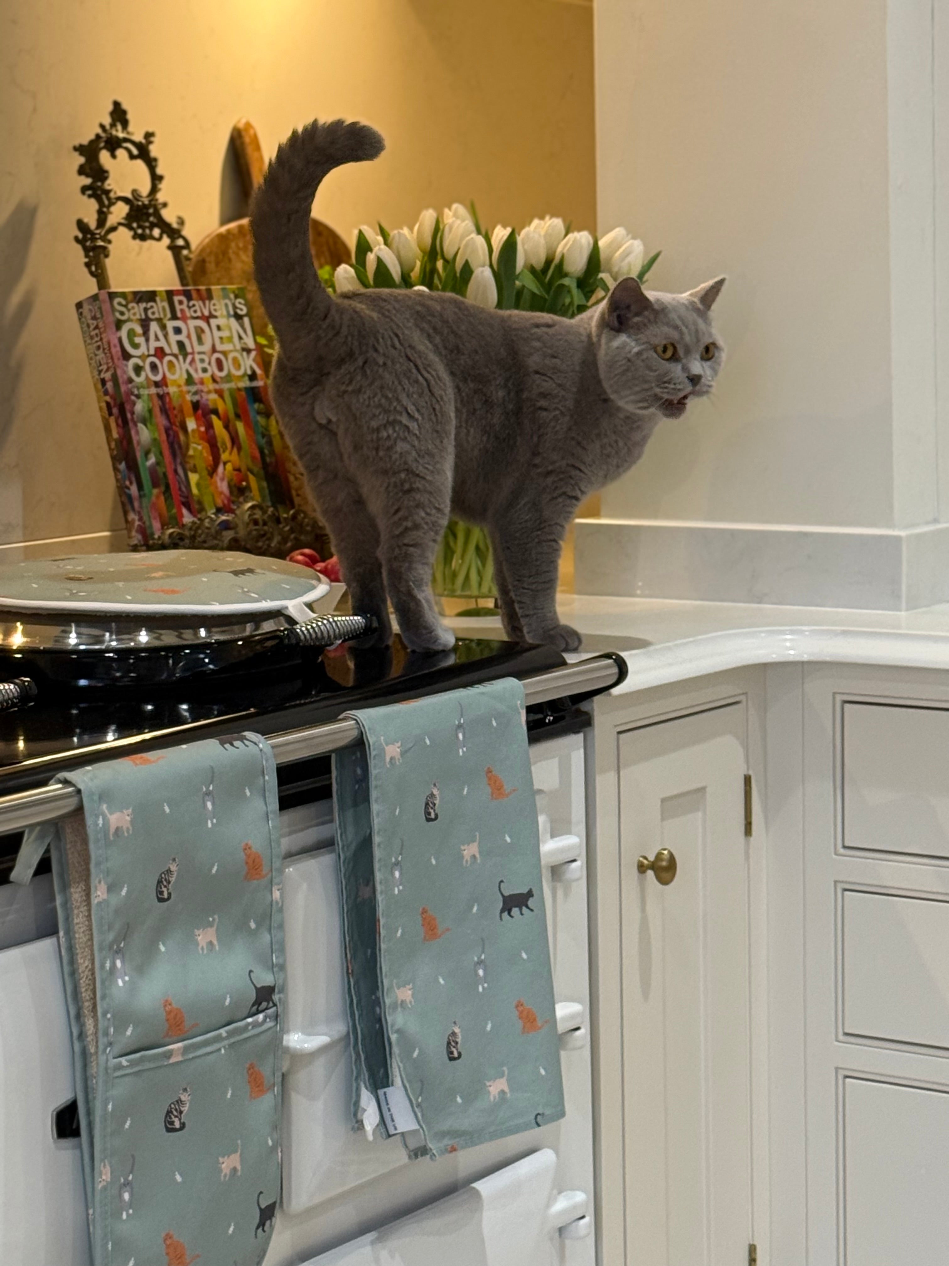 Gray cat standing in a ktchen above cat design tea towel and oven gloves, with a cookbook and tulips in the background
