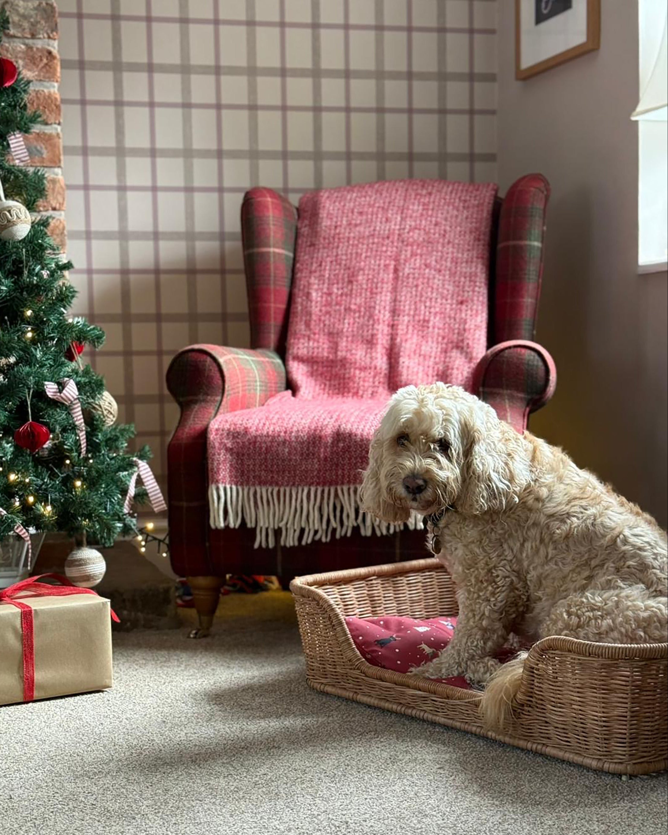 Dog sitting on a Christmas design pet bed next to a Christmas tree and gift box in a cosy living room.