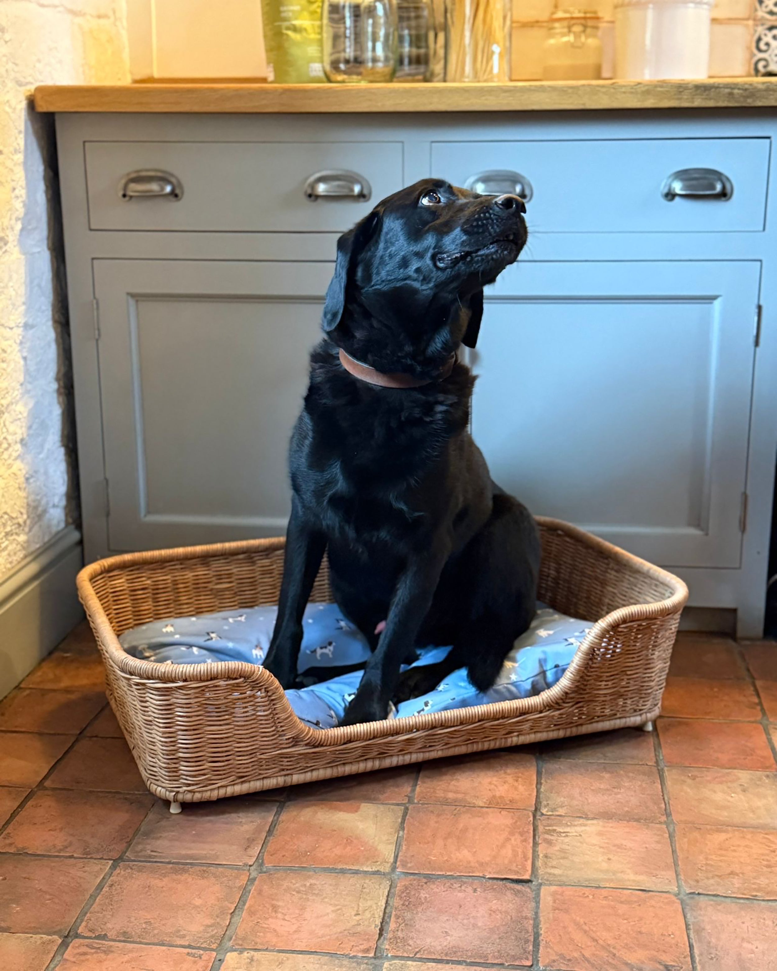 Black dog sitting on a wicker pet bed with a blue dogs design cushion in a kitchen.
