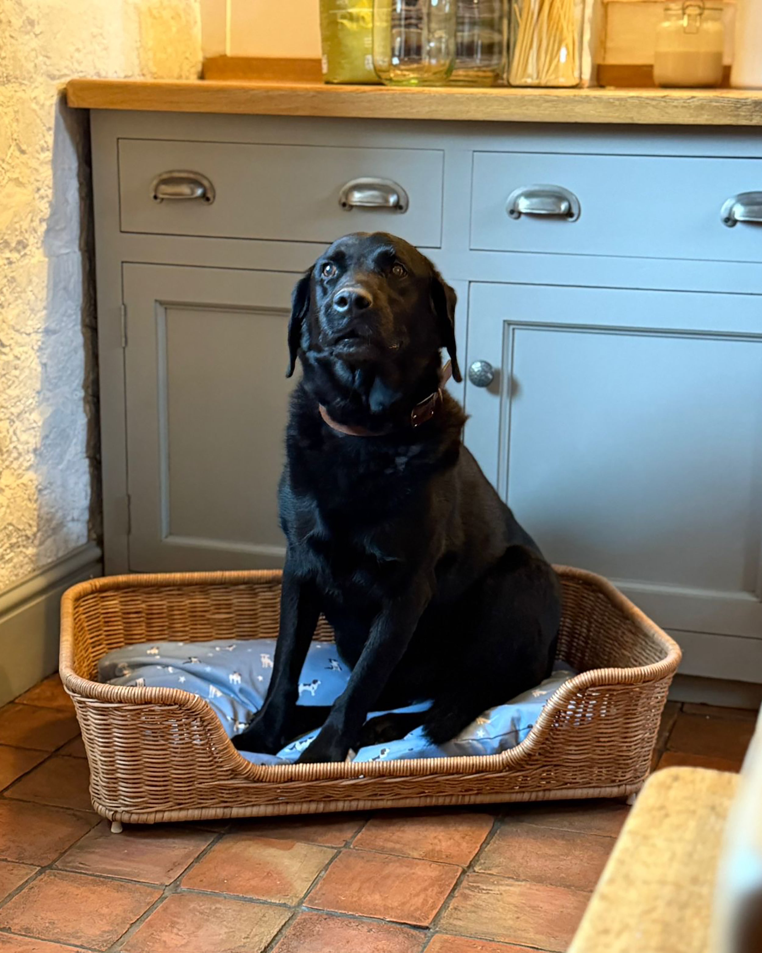 Black labrador sitting in a wicker pet bed with blue dogs design cushion with kitchen cabinets in the background.