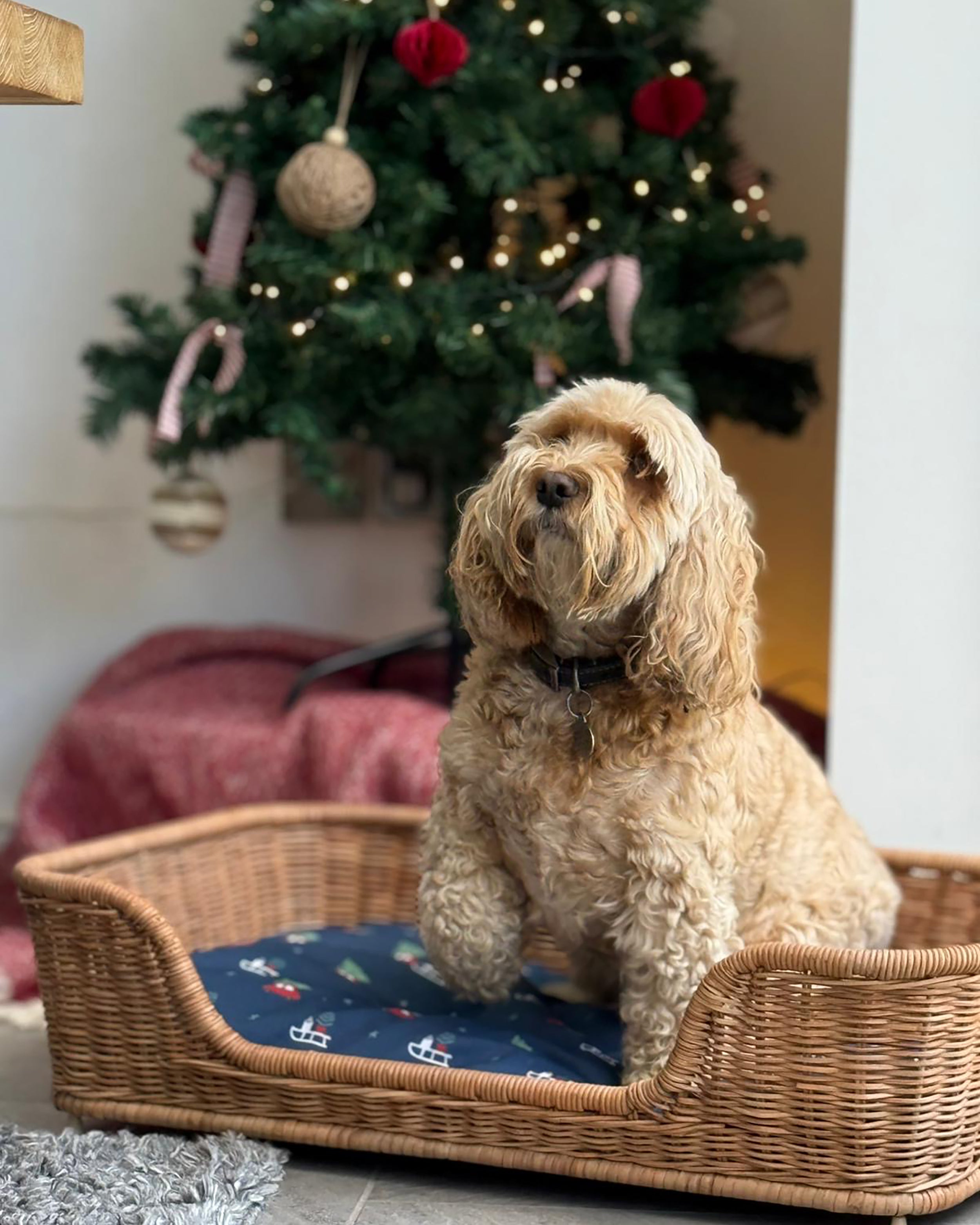 Dog sitting on a wicker dog bed on a Christmas design pet cushion with a decorated Christmas tree in the background