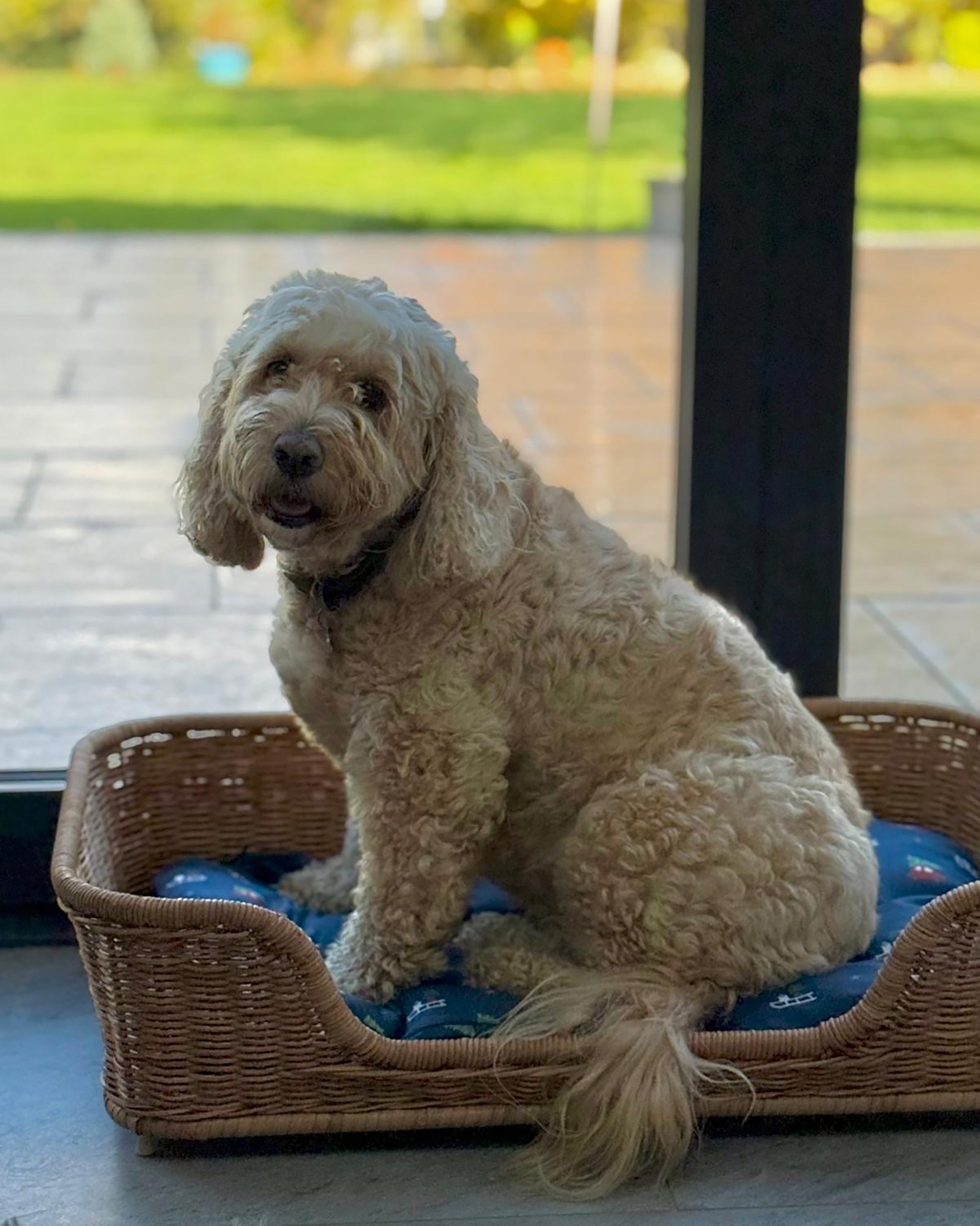 Dog sitting on a wicker pet bed with Christmas design cushion by the garden door